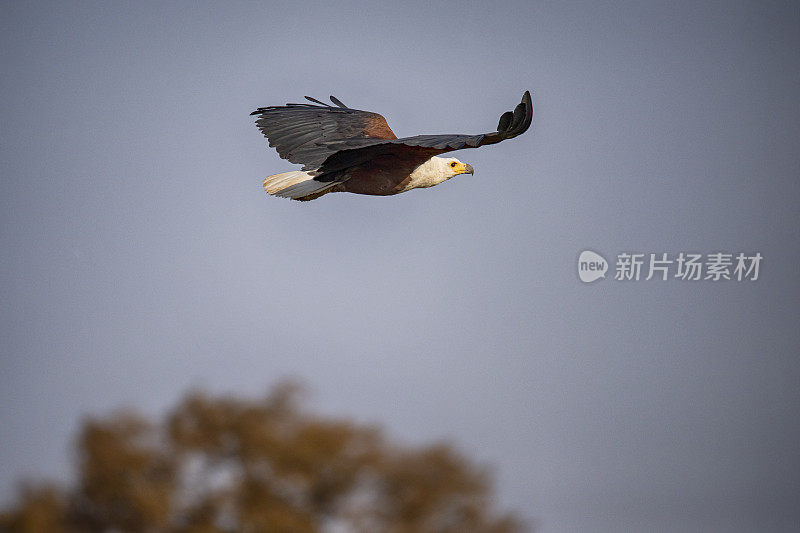 非洲鱼鹰(Haliaeetus vocifer)， Zakouma国家公园，乍得